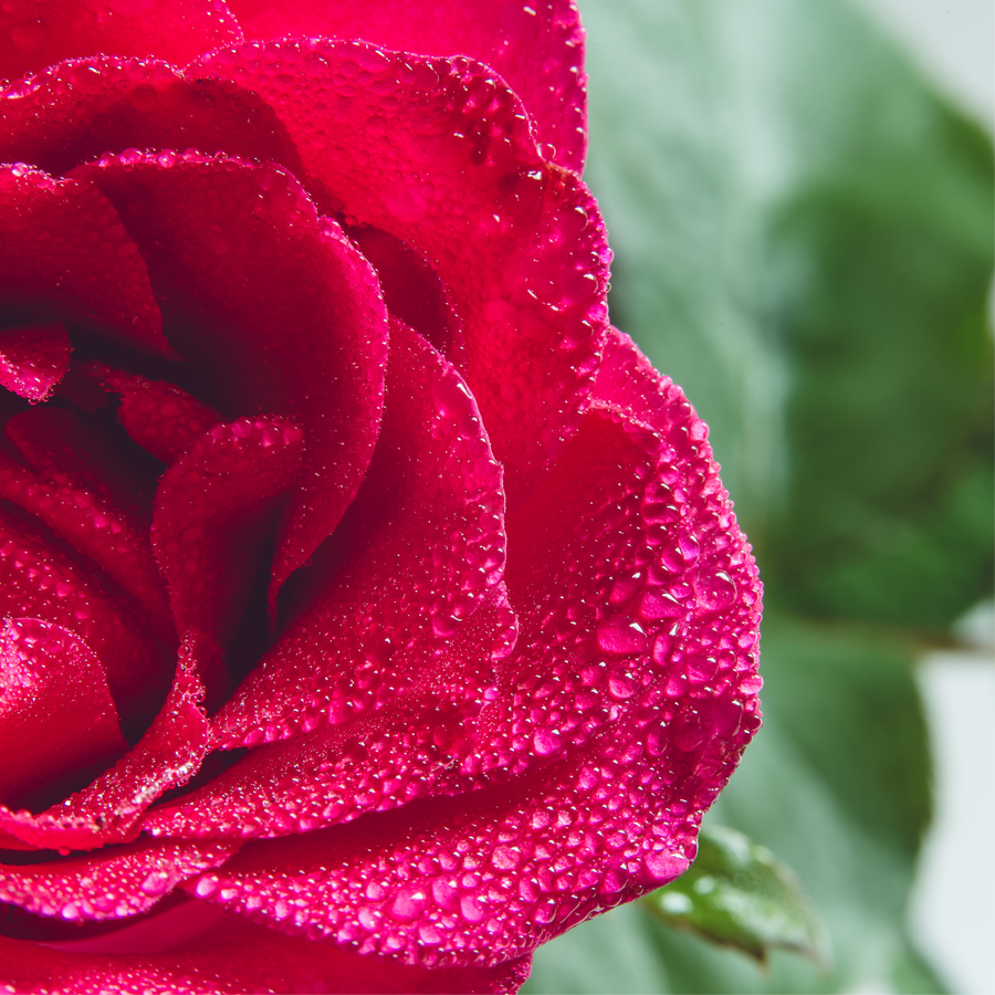 Rose & Rose Geranium • Organic Facial Hydrosol Spray